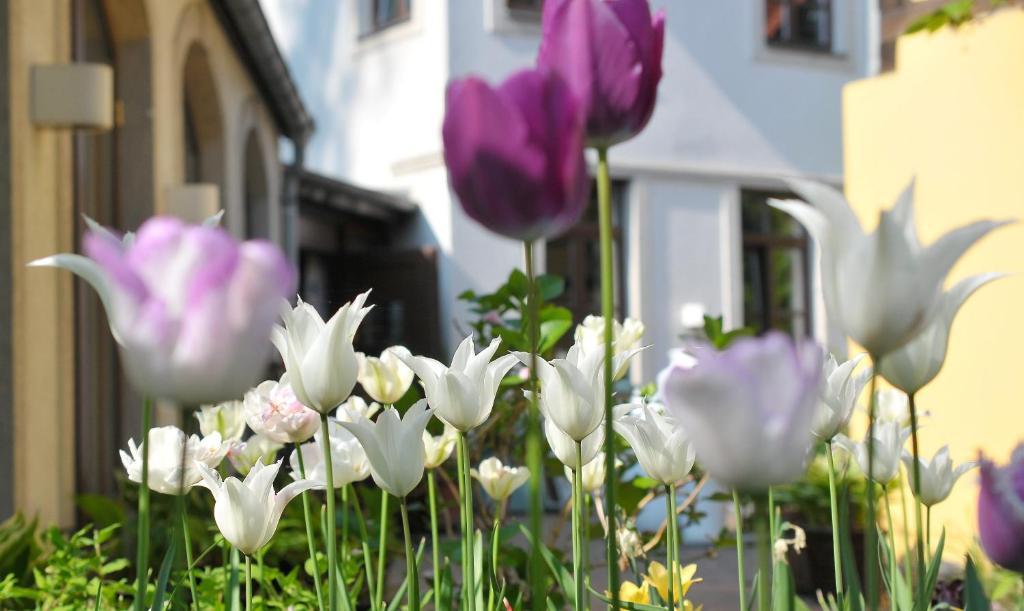 Faehrhaus Meissen B&B 外观 照片